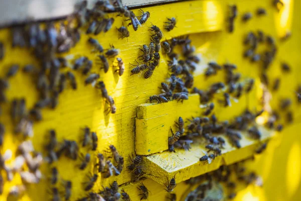 Pszczoły a dużo — Zdjęcie stockowe