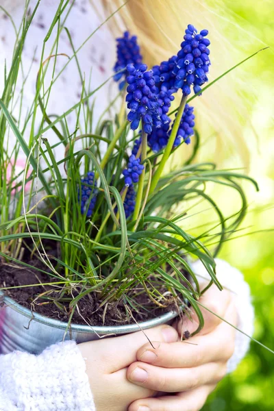 Hyacinthus — Zdjęcie stockowe
