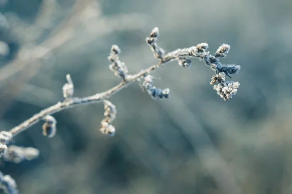 Frosted grass a — Stock Photo, Image