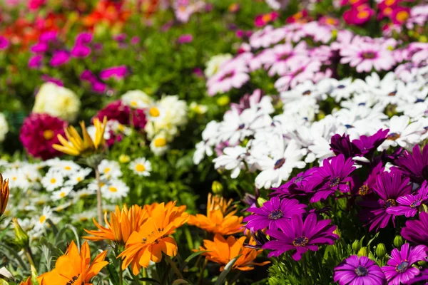 Flores multicolores Crisantemo —  Fotos de Stock
