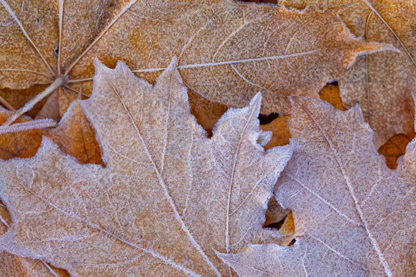 秋天的背景 — 图库照片