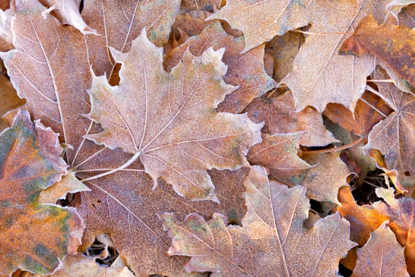 秋天的背景 — 图库照片