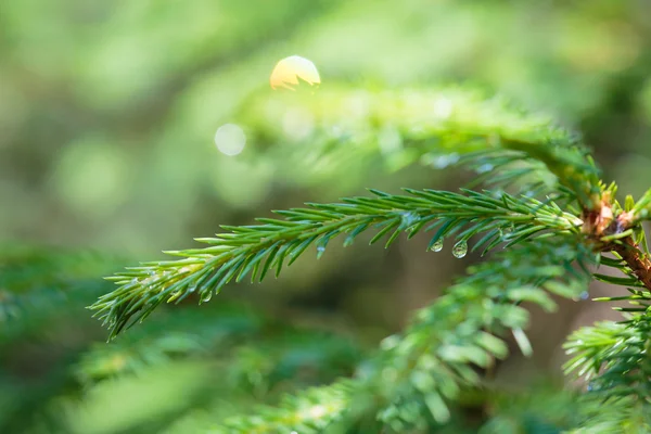 Chuva cai macro — Fotografia de Stock