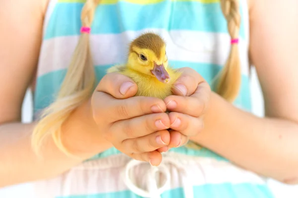 Küçük ördek yavrusu bir — Stok fotoğraf