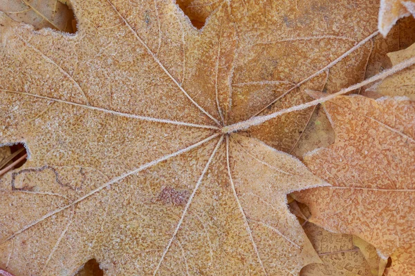 Autunno sfondo a — Foto Stock