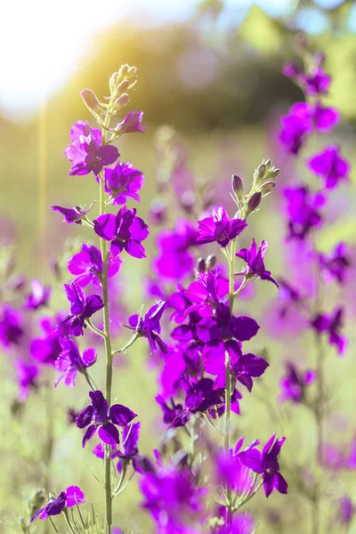 Flores silvestres moradas —  Fotos de Stock