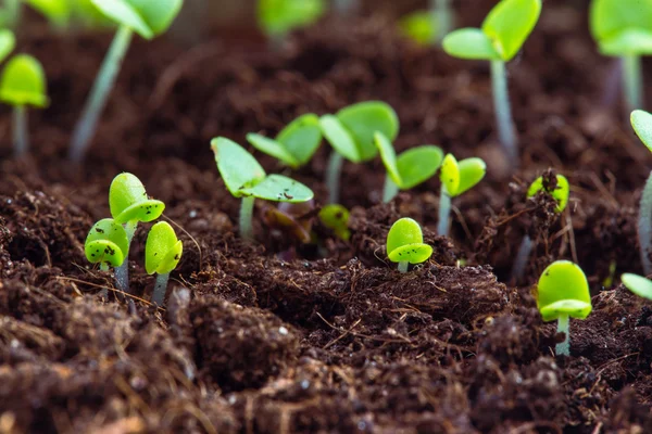 Bunte Blumen ein — Stockfoto