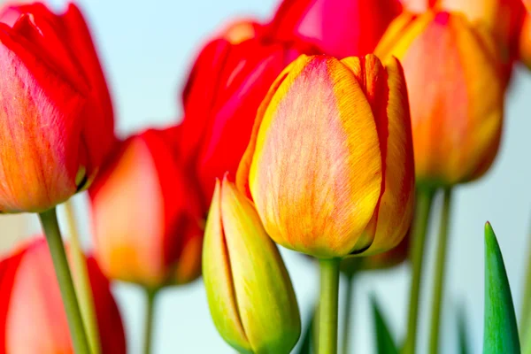 Tulipes a a — Photo