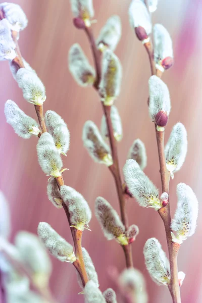 Primavera a a a — Fotografia de Stock