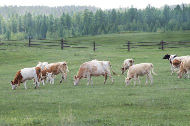 Küçük orman kenarında otlatma inek sürüsü