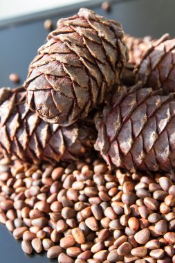 Çam kozalakları çam fıstığı yalan