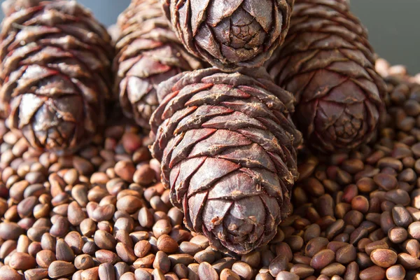 Pine cones lie on the pine nuts