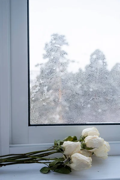 Strauß Gefrorener Rosen Auf Der Fensterbank Eines Kunststofffensters — Stockfoto