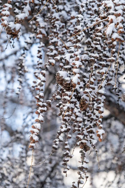 Сніг Покритий Гілкою Модрини Конусами — стокове фото