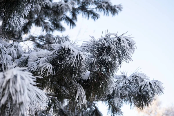 Ramo Cedro Coberto Neve Esboço Inverno — Fotografia de Stock