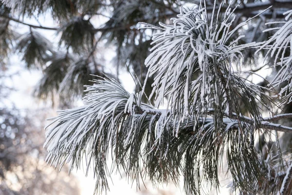 Сніговий Покритий Кедровою Гілкою Зимовий Ескіз — стокове фото