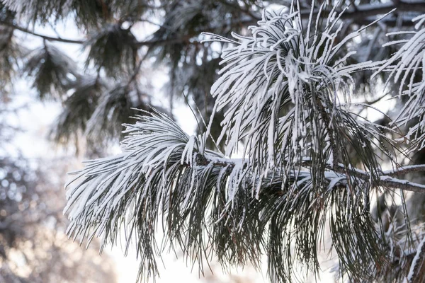 Ramo Cedro Coberto Neve Esboço Inverno — Fotografia de Stock