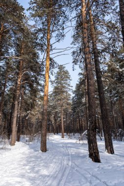 Kış ormanında uzun gemi çamı. Angarsk çamı
