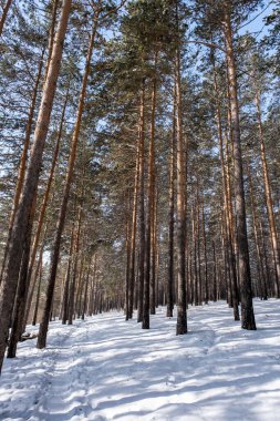 Kış ormanında uzun gemi çamı. Angarsk çamı