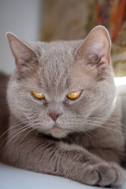 İngiliz leylak rengi kedisi pencere eşiğinde oturuyor.