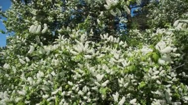 Sibirya 'da yemyeşil kuş kirazı..