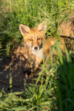 Küçük tilki yuvasının yanındaki çimenlerde saklanır.