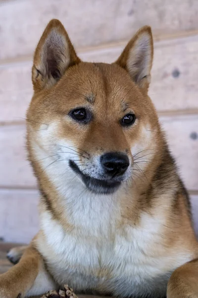 Chien Dans Nature Gros Plan Sur Animal — Photo