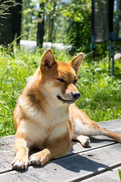 Pies Naturze Portret Zwierzęcia Bliska — Zdjęcie stockowe