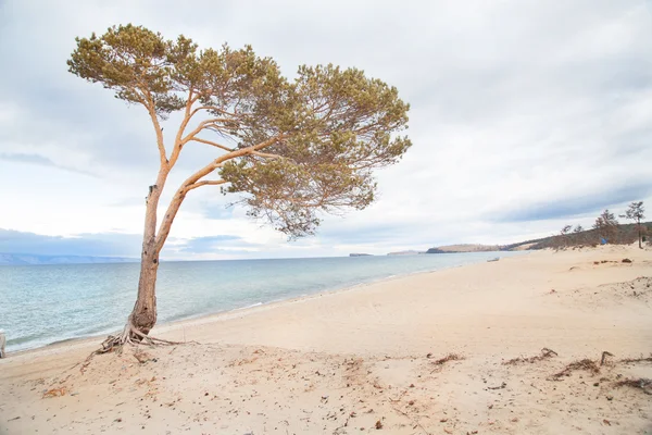 バイカル湖の岸に孤独な松の木 — ストック写真