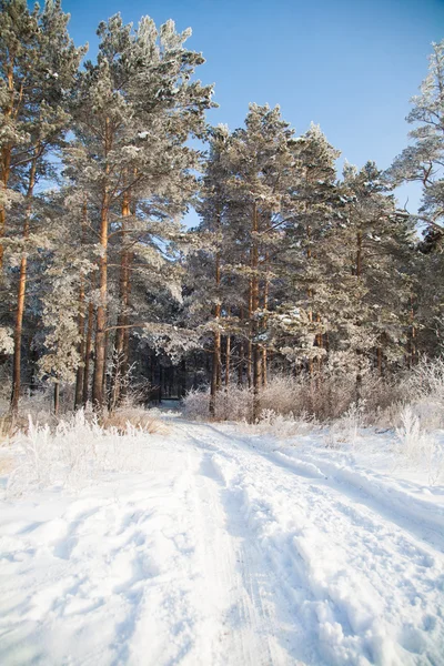 Die Straße im Winterwald — Stockfoto