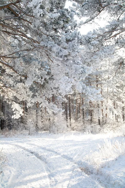 在冬天森林里路 — 图库照片