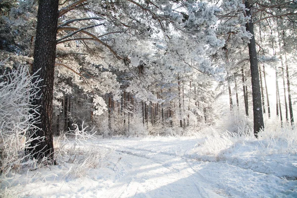 Straße im Winterwald — Stockfoto