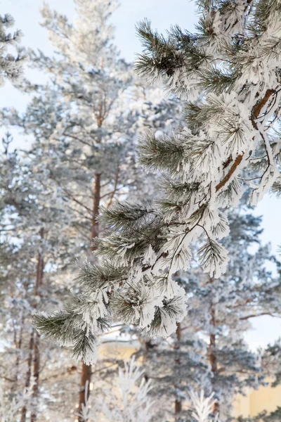 冬の森の背景に雪に覆われた松の枝 — ストック写真