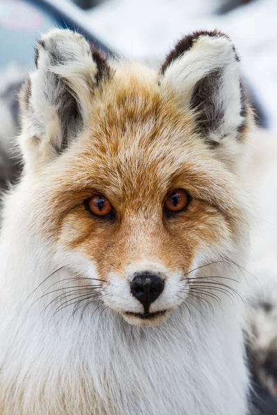 Sibirischer Fuchs — Stockfoto