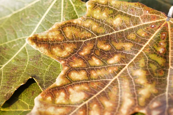 Φόντο από τα φύλλα του το ασημένιο Λεύκες — Φωτογραφία Αρχείου