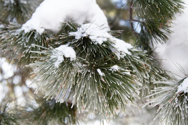 Ramo coberto de neve de um cedro — Fotografia de Stock