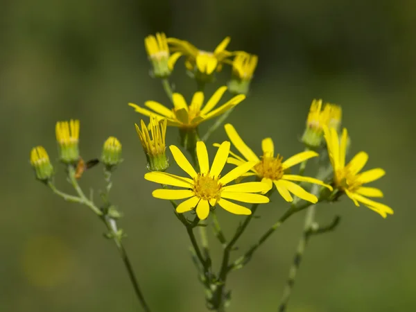 Gul äng blommor — Stockfoto