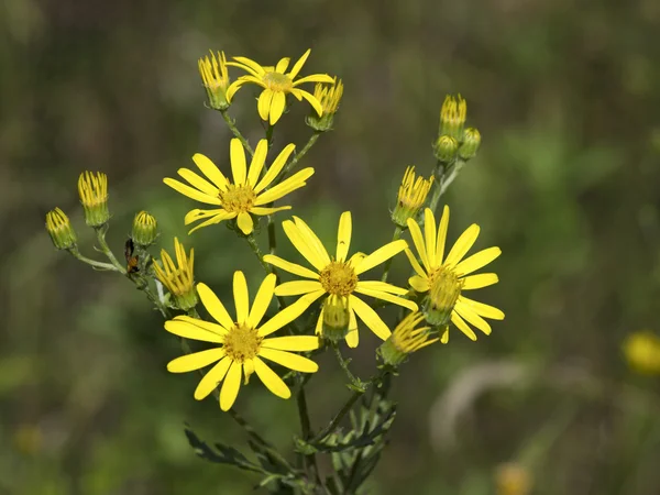 Flores del prado amarillo — Foto de Stock