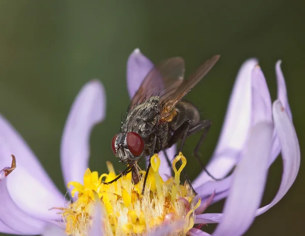 A mosca senta-se em uma flor — Fotografia de Stock