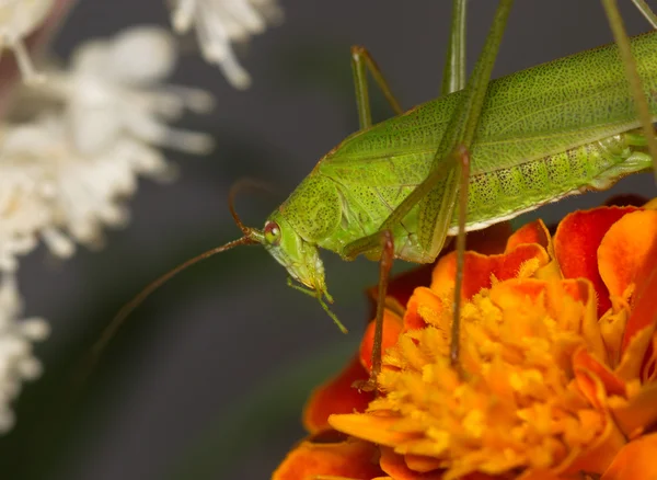 オレンジ色の花に緑のバッタ — ストック写真