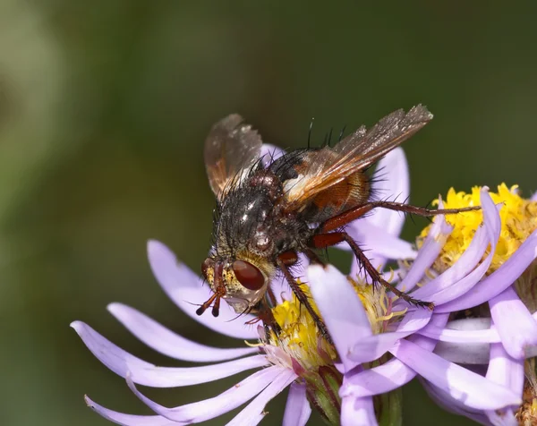 La mosca se sienta sobre una flor — Foto de Stock