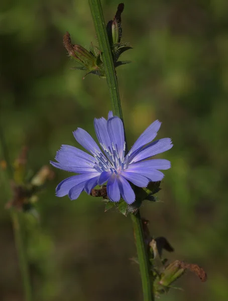 Blå blomma cikoria — Stockfoto