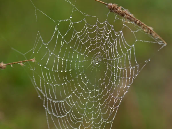 Web in dauw-druppels — Stockfoto