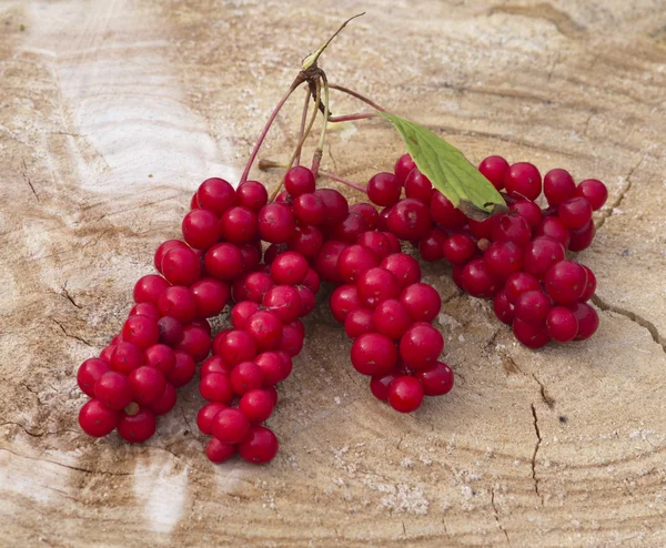 Racimo de frutos de una vid de magnolia Schisandra chinensis — Foto de Stock