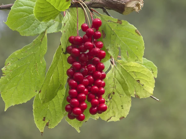 Cluster of fruits of a magnolia vine Schisandra chinensis — Stock Photo, Image