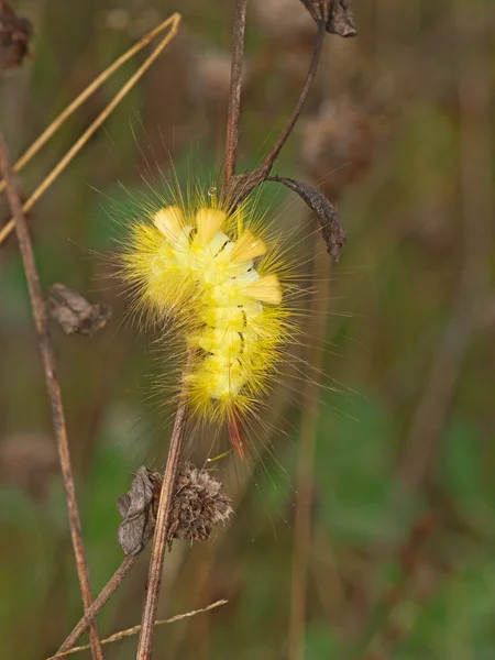 Gula fluffiga caterpillar — Stockfoto