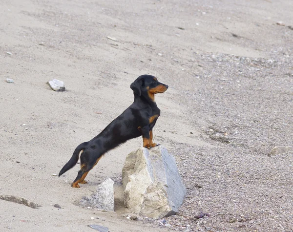 Der Hund der Rasse der Dackel — Stockfoto