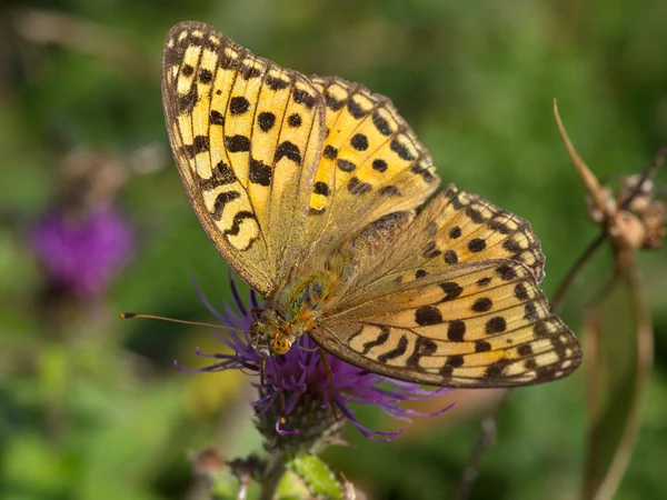 Motley butterfly a perlamutrovka on pink flower — Stock Photo, Image