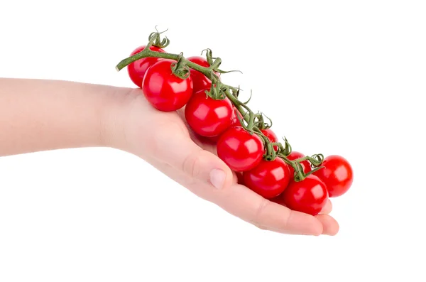 Hand holding cherry tomatoes branch — Stock Photo, Image