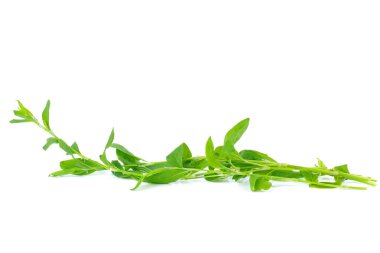 Knotweed ya da polygonum aviculer. Beyazda izole edilmiş.